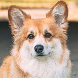 Maxine dog the Fluffy Corgi Headshot 5 of 5