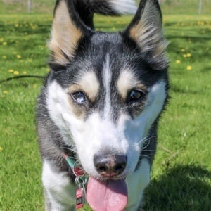 Maya the Husky Headshot 2 of 10