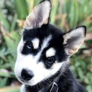 Maya the Husky Headshot 3 of 10