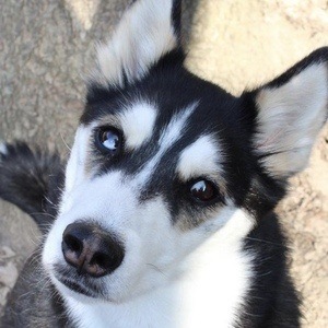 Maya the Husky Headshot 4 of 10