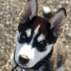 Maya the Husky Headshot 5 of 10