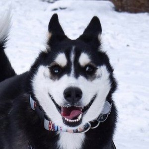 Maya the Husky Headshot 7 of 10