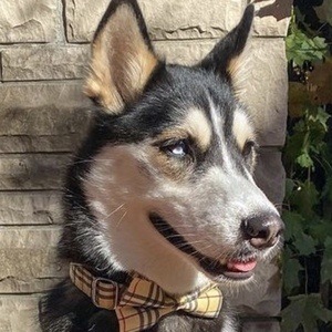 Maya the Husky Headshot 8 of 10