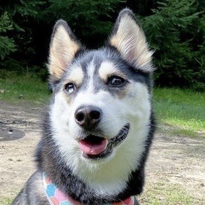 Maya the Husky Headshot 9 of 10