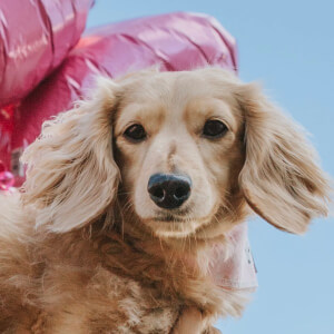 MAYA the Mini Dachshund Headshot 2 of 3