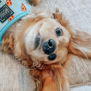 MAYA the Mini Dachshund Headshot 3 of 3