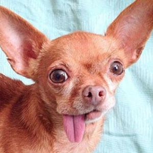 Mervin the Chihuahua Headshot 2 of 4