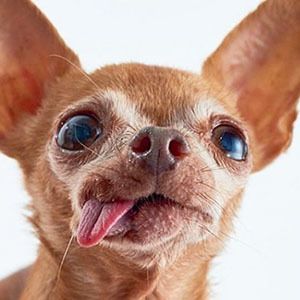 Mervin the Chihuahua Headshot 4 of 4