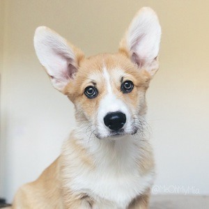 Mia the Corgi Headshot 2 of 4