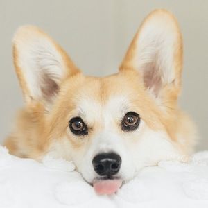 Mia the Corgi Headshot 3 of 4