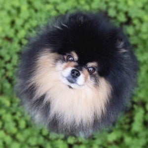 Mocha the Pomeranian Headshot 2 of 5