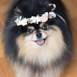 Mocha Pom Headshot 3 of 5