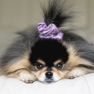 Mocha Pom Headshot 5 of 5