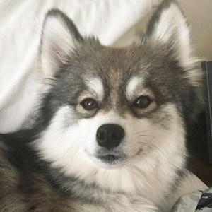 Norman the Pomsky Headshot 3 of 10