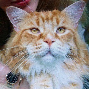 Omar the Maine Coon Headshot 2 of 10