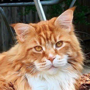 Omar the Maine Coon Headshot 4 of 10