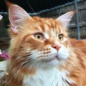 Omar the Maine Coon Headshot 6 of 10