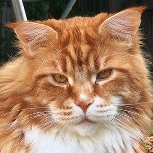 Omar the Maine Coon Headshot 7 of 10