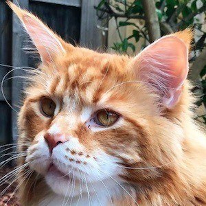 Omar the Maine Coon Headshot 8 of 10