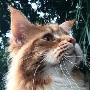 Omar the Maine Coon Headshot 9 of 10