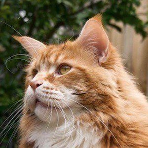 Omar the Maine Coon Headshot 10 of 10