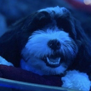 Oreo The Dog - Age, Family, Bio | Famous Birthdays