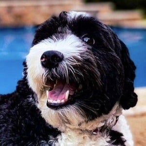 Oreo The Dog - Age, Family, Bio | Famous Birthdays