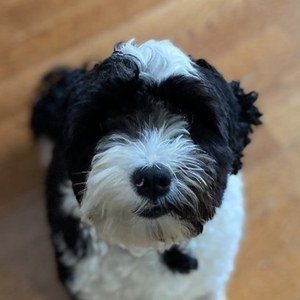 Oreo the Dog Headshot 9 of 10