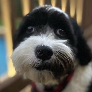 Oreo the Dog Headshot 10 of 10