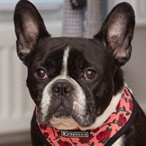 Oscar the Frenchie Headshot 2 of 5