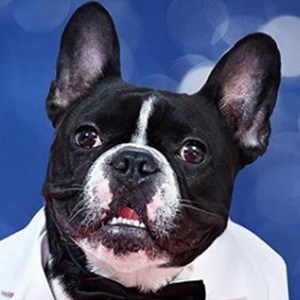 Oscar the Frenchie Headshot 4 of 5