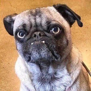 Ozzy the Pug Headshot 2 of 10