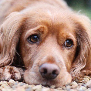 Pawfect Penny Headshot 2 of 6