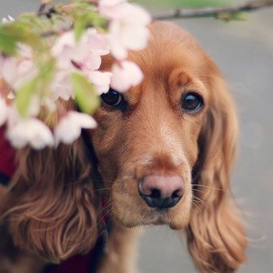 Pawfect Penny Headshot 5 of 6