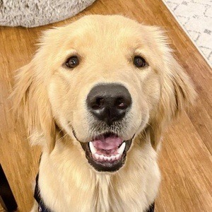 Riley the Golden Pup Headshot 3 of 10