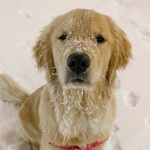 Riley the Golden Pup Headshot 4 of 10