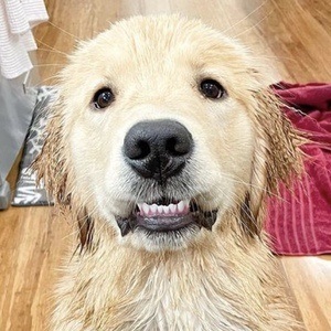 Riley the Golden Pup Headshot 6 of 10