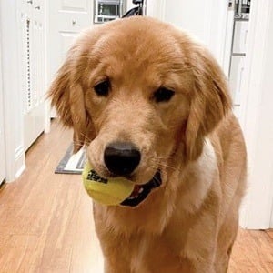 Riley the Golden Pup Headshot 7 of 10