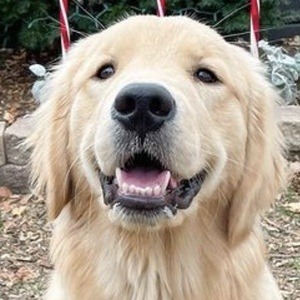 Riley the Golden Pup Headshot 9 of 10