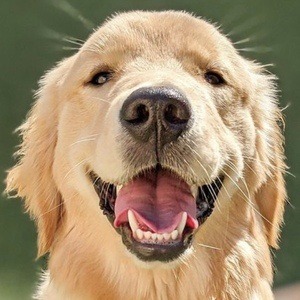 Riley the Golden Pup Headshot 10 of 10