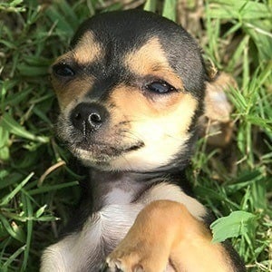 Rosetta The Chihuahua Headshot 2 of 7