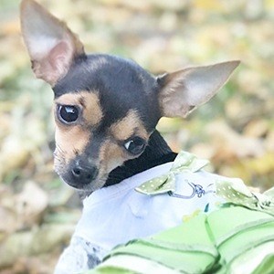 Rosetta The Chihuahua Headshot 7 of 7