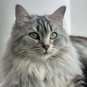 Shuba The Siberian at age 1