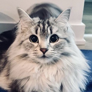 Shuba The Siberian at age 1