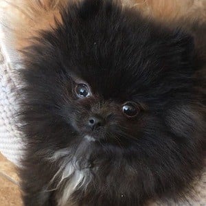 Smudge Pom Headshot 5 of 5