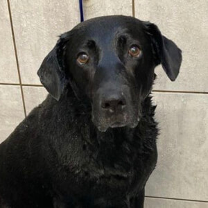 Sundae The Black Lab at age 9