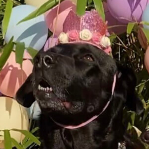 Sundae The Black Lab at age 9