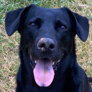 Sundae The Black Lab at age 8