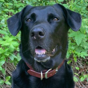 Sundae The Black Lab at age 8