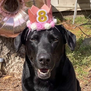 Sundae The Black Lab at age 8